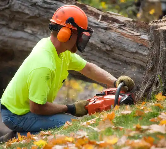 tree services Ballston Spa